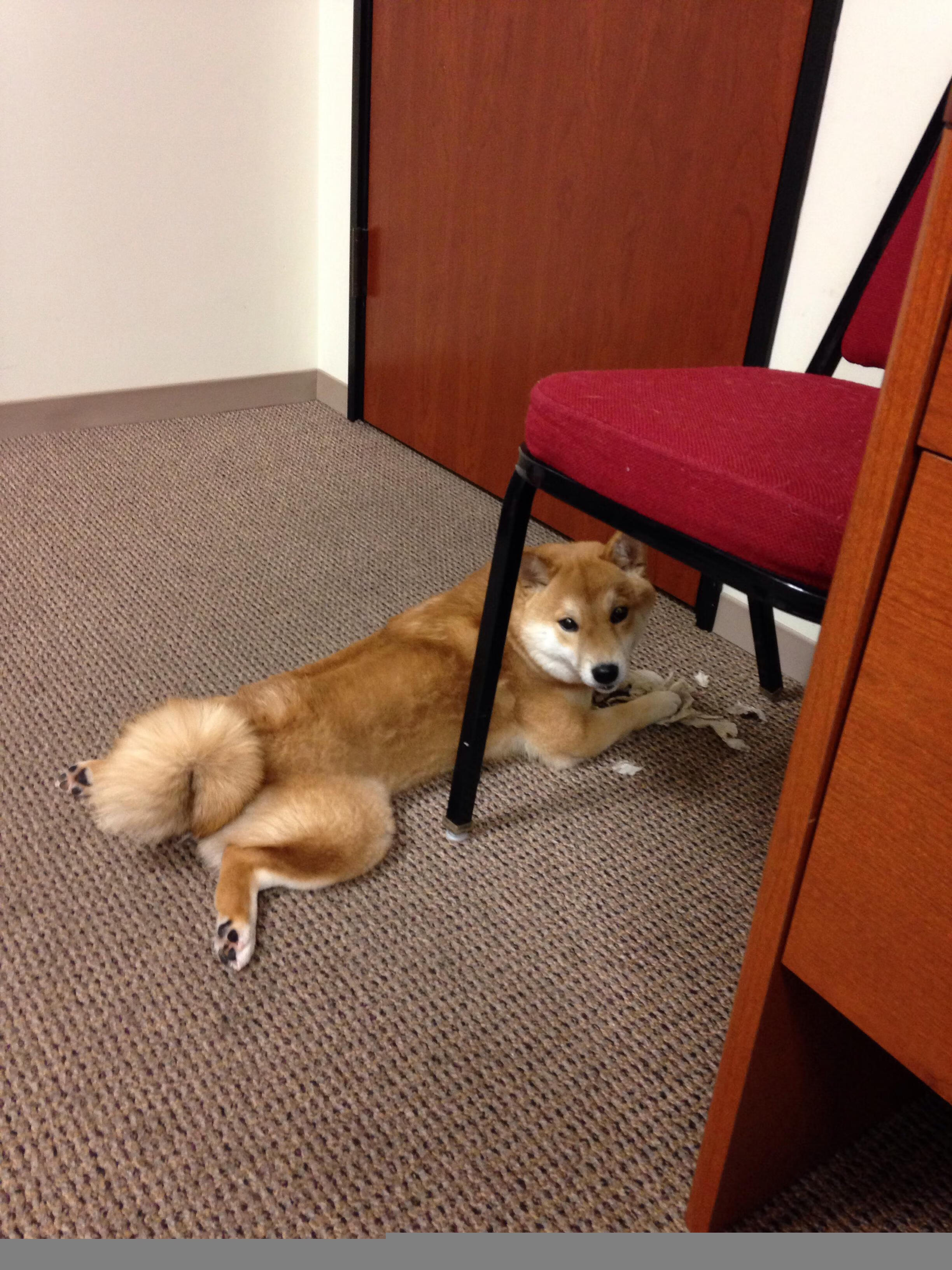 开云体育APP下载-德里赫特定律，当牙买加的速度完胜尼斯的蔚蓝