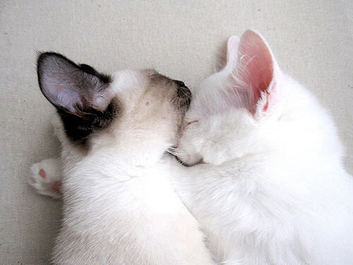 北境之王重锤孤胆英雄，猛龙绞杀独行侠，英格拉姆成破局利刃