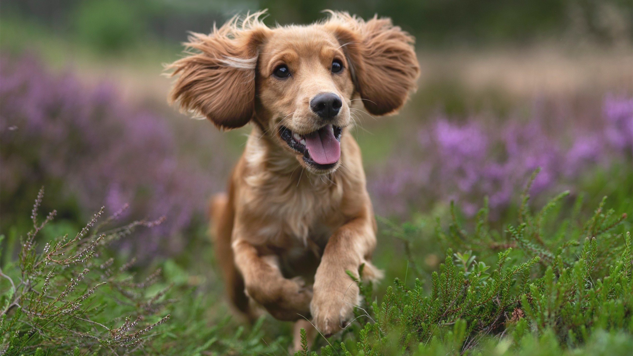 开云体育登录-范弗利特统治全场，雄鹿末节惊天翻盘篮网