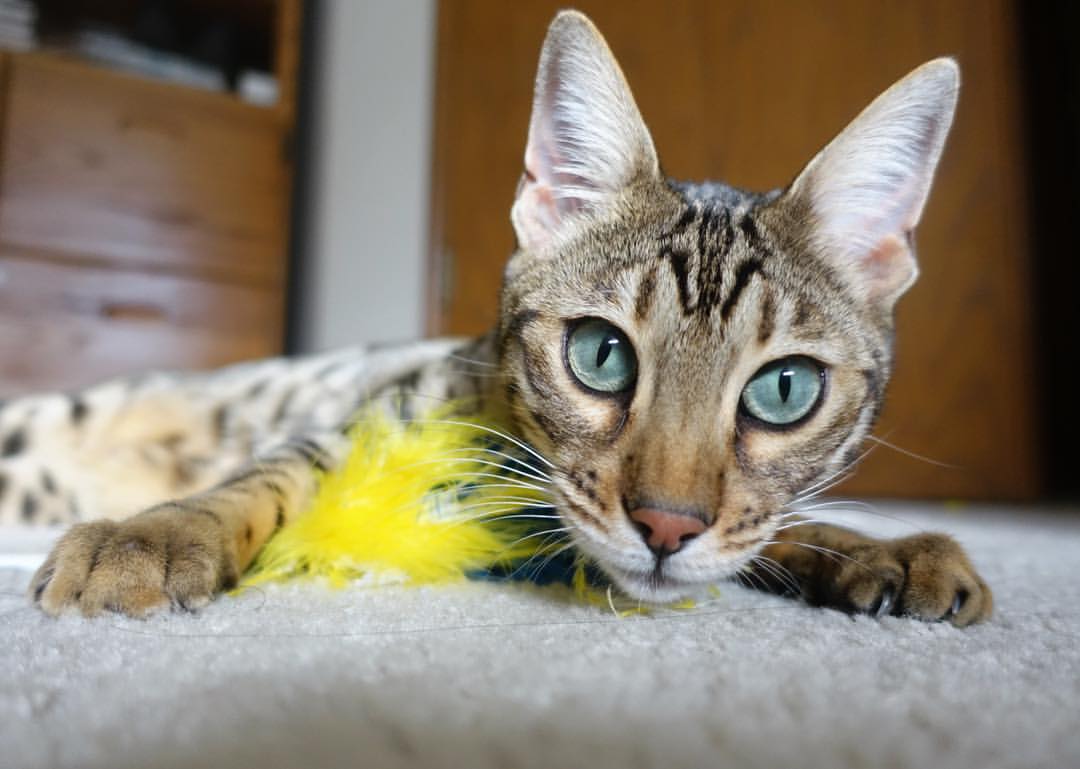 唯一性的光芒，当公牛终结太阳，拉梅洛照亮欧冠之夜