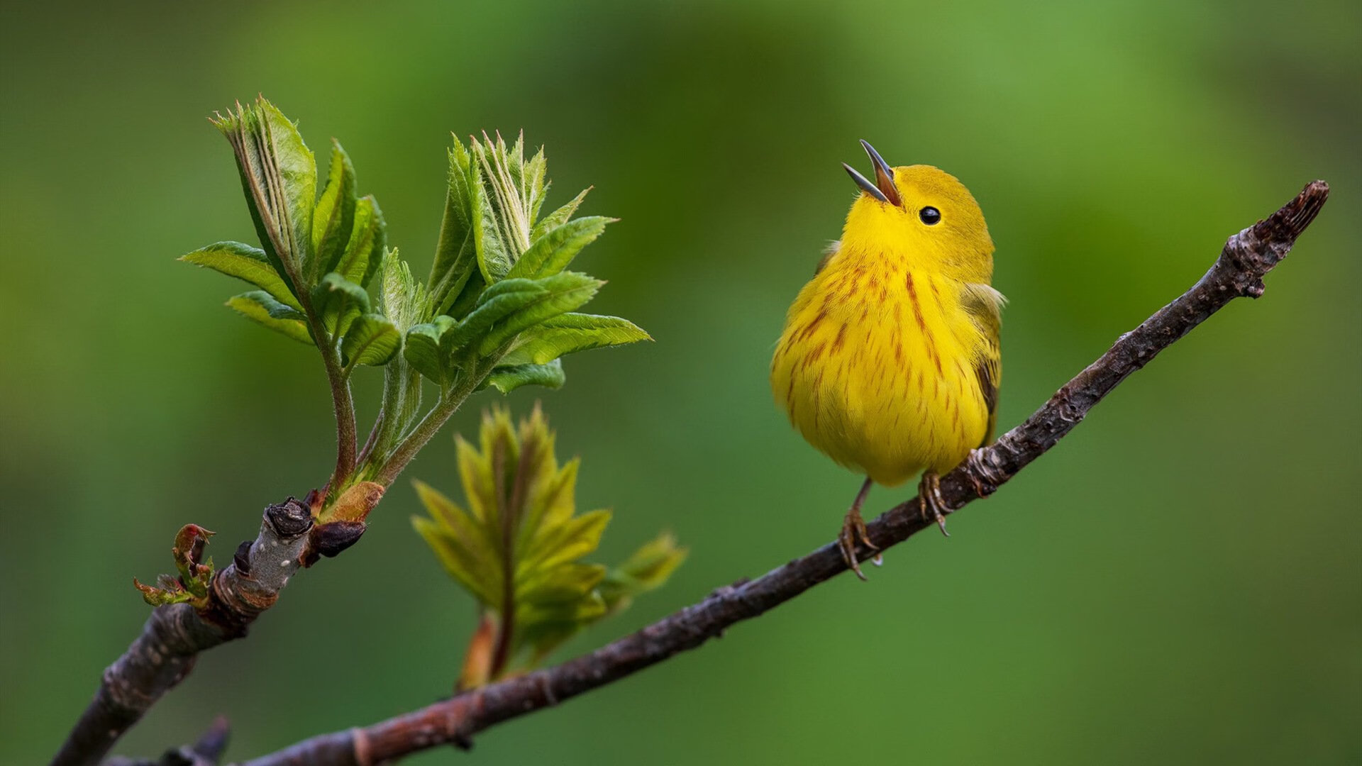 横扫夜，最亮的星，马克西无可争议主宰全场，热火轻取吉林完成横扫