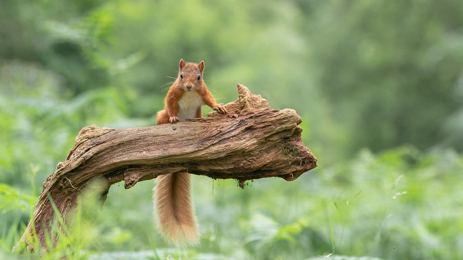 关键先生布雷默上演瞬间艺术,埃及军团以碾压之姿重塑沙漠足球格局