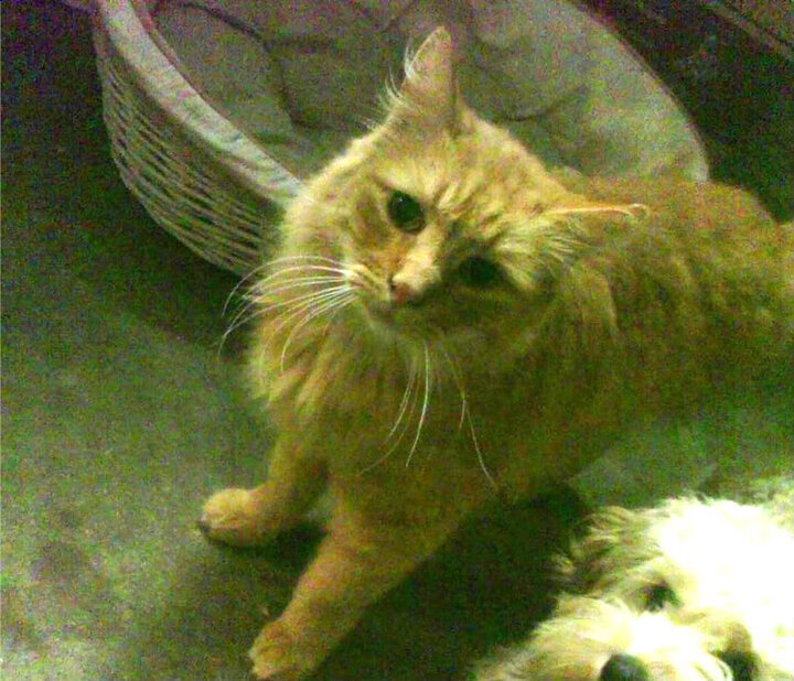 跨界狂想，黄蜂逆袭勇士之夜，哈登欧冠决赛戴帽封神