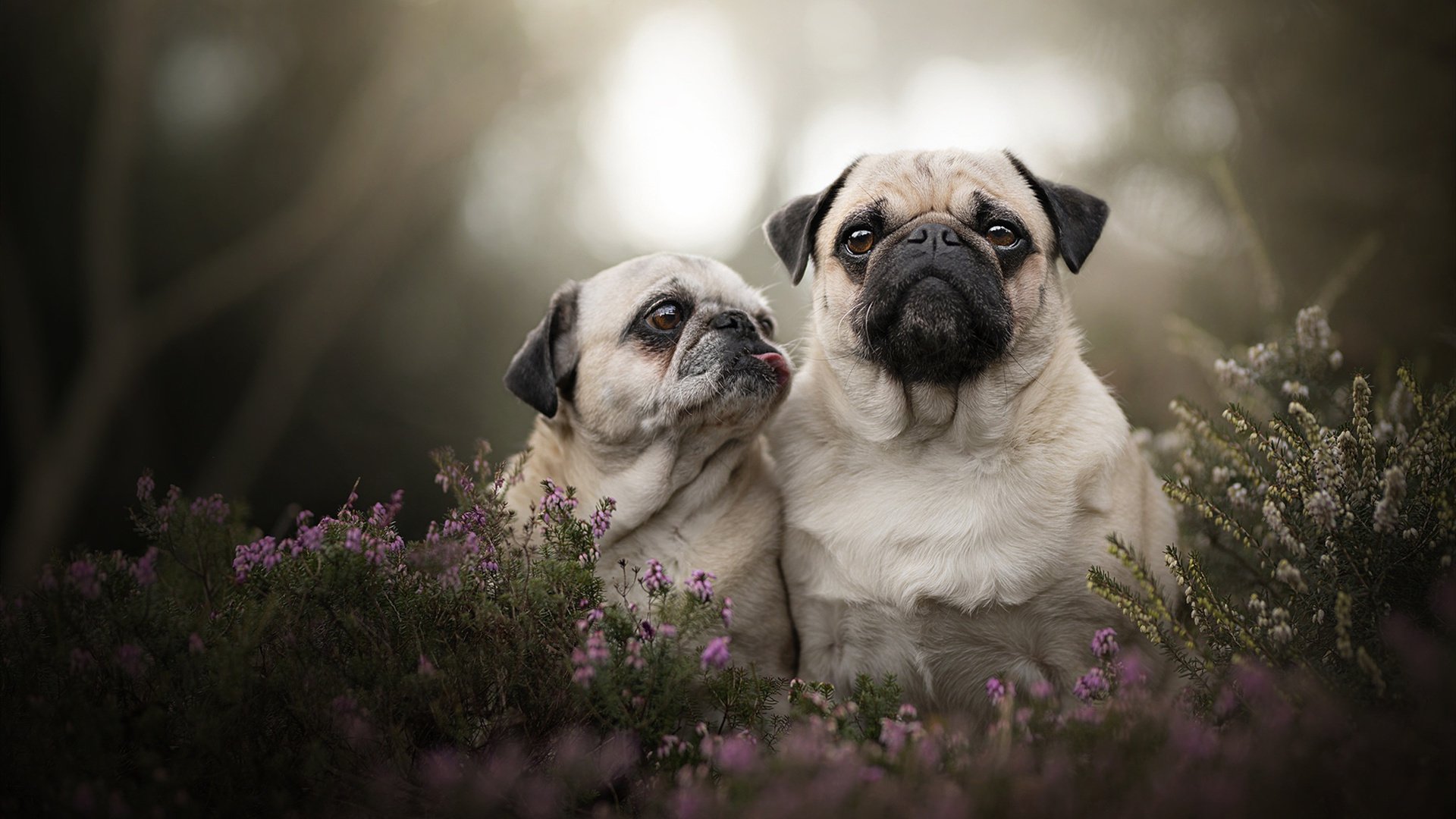节奏大师的胜利，贝林厄姆如何带动莱比锡红牛斩落欧联之王