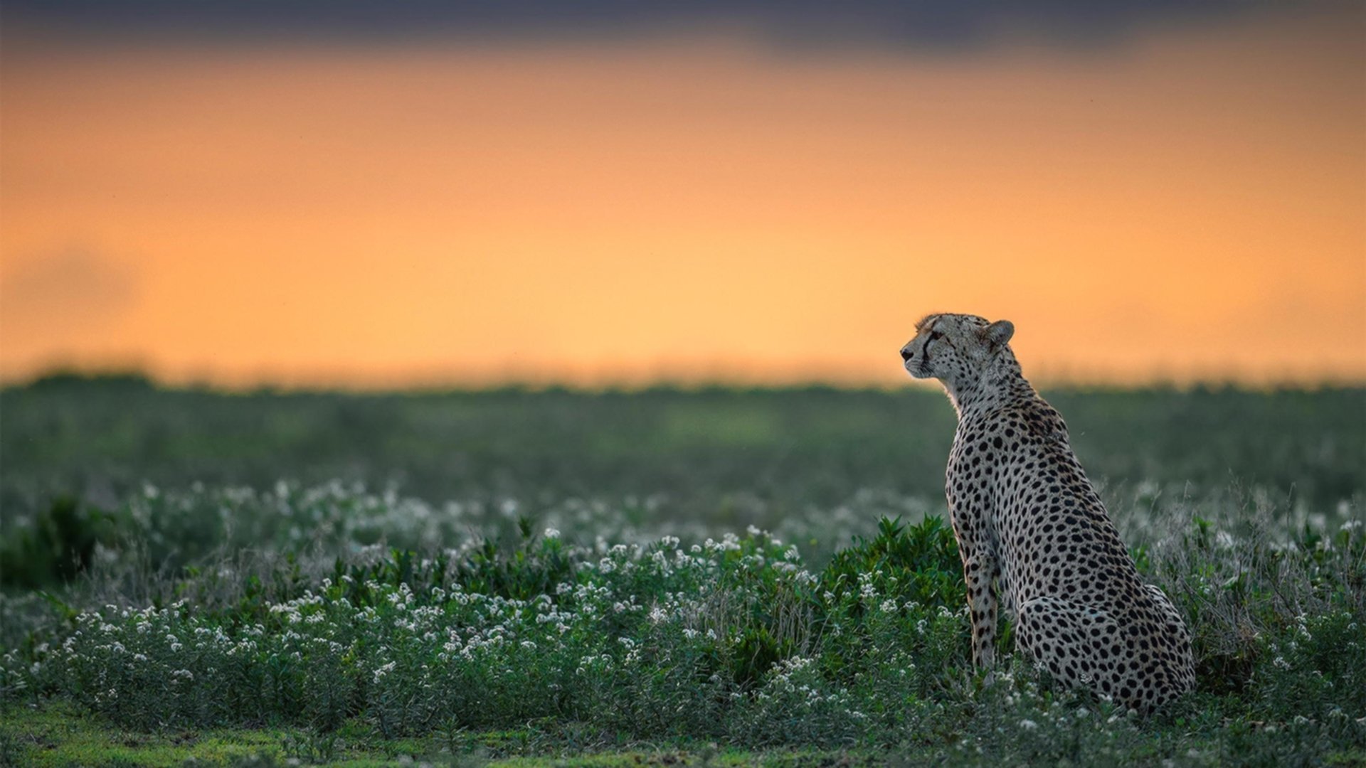 独舞的幽灵与合唱的机器，当基耶萨的爆发撕裂克罗地亚的节奏铁幕