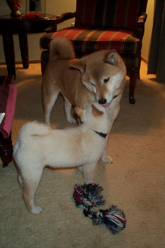 平行宇宙的世纪之战,约基奇50+三双,北京队决胜局智取掘金