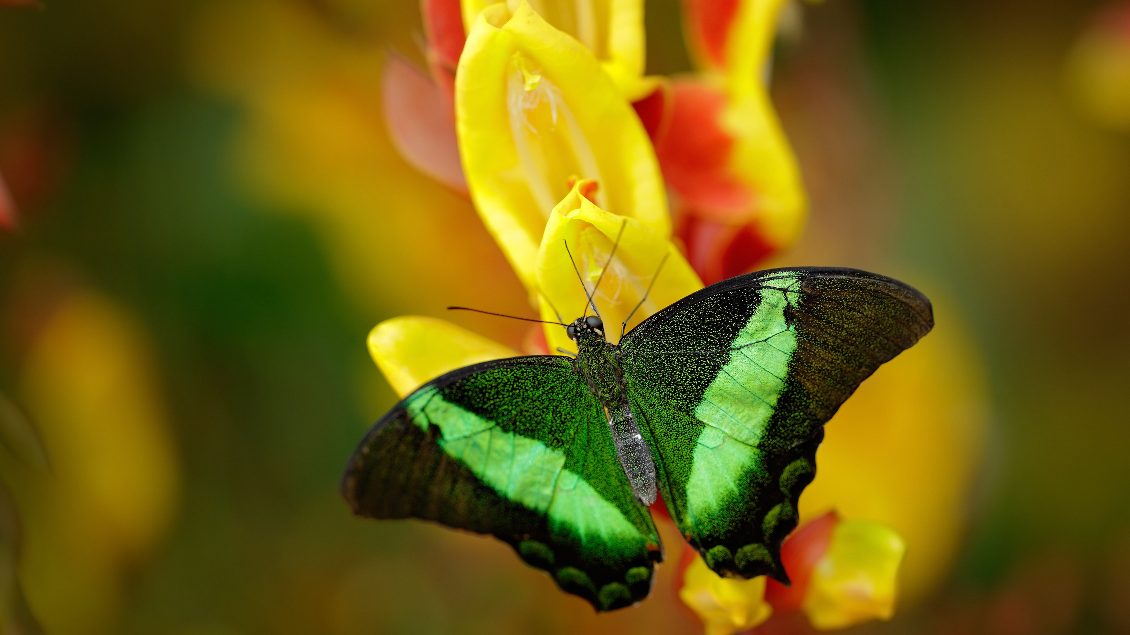 开云体育APP下载-西决生死战，沉默者与绝境唯一的回响