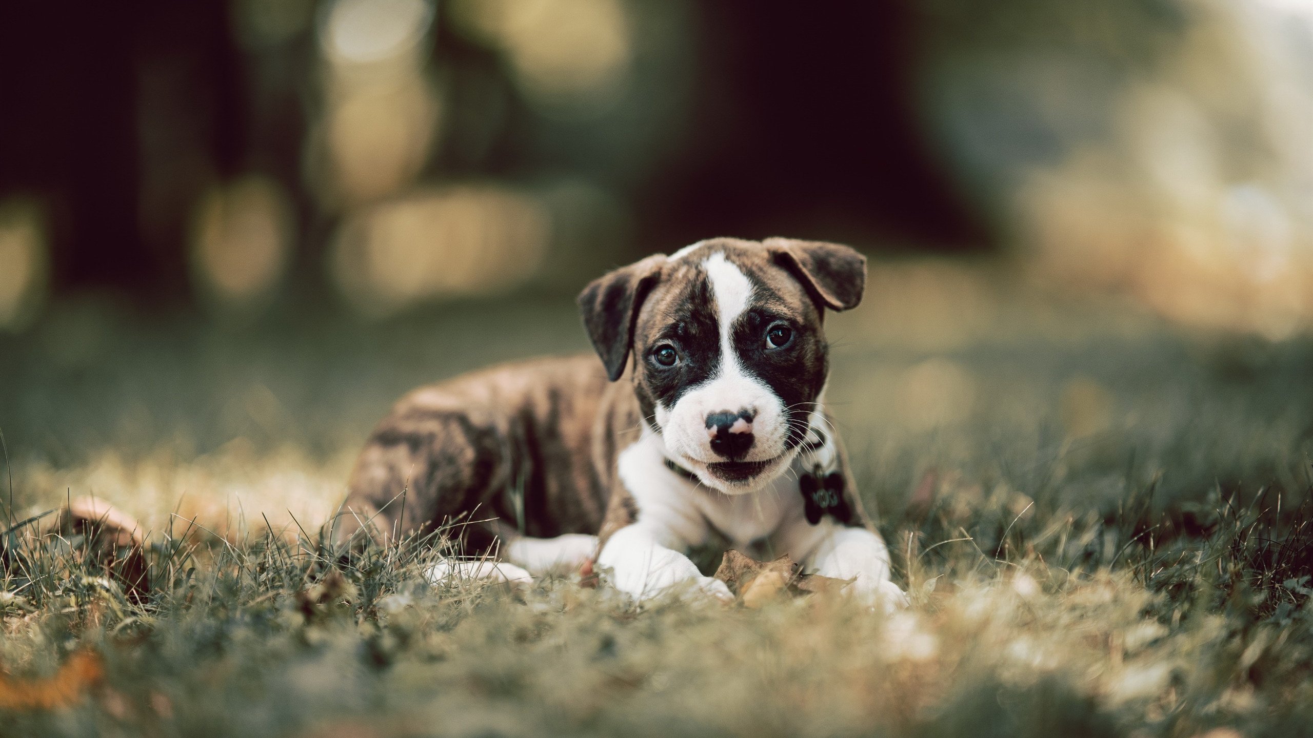 开云体育APP下载-活塞节奏掌控火箭的战术启示，杜兰特在世界排名争夺战中如何接管比赛