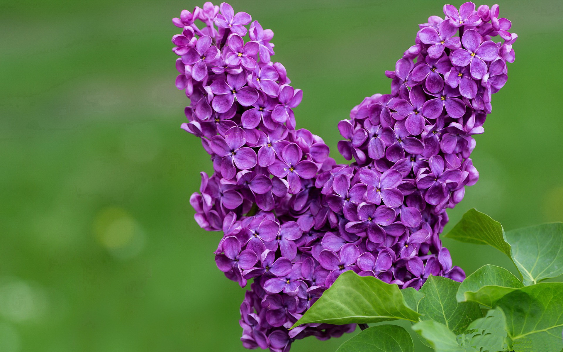 狂胜传奇，巴斯托尼全程高能输出，委内瑞拉足球史诗般击溃美国
