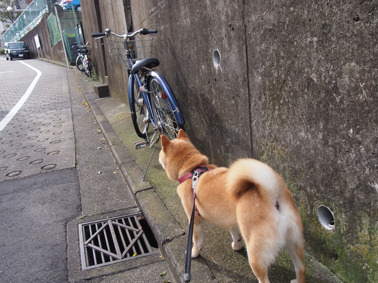 当硬仗血脉在绿茵场流动，哈利伯顿的灵魂附体于欧冠决赛之夜