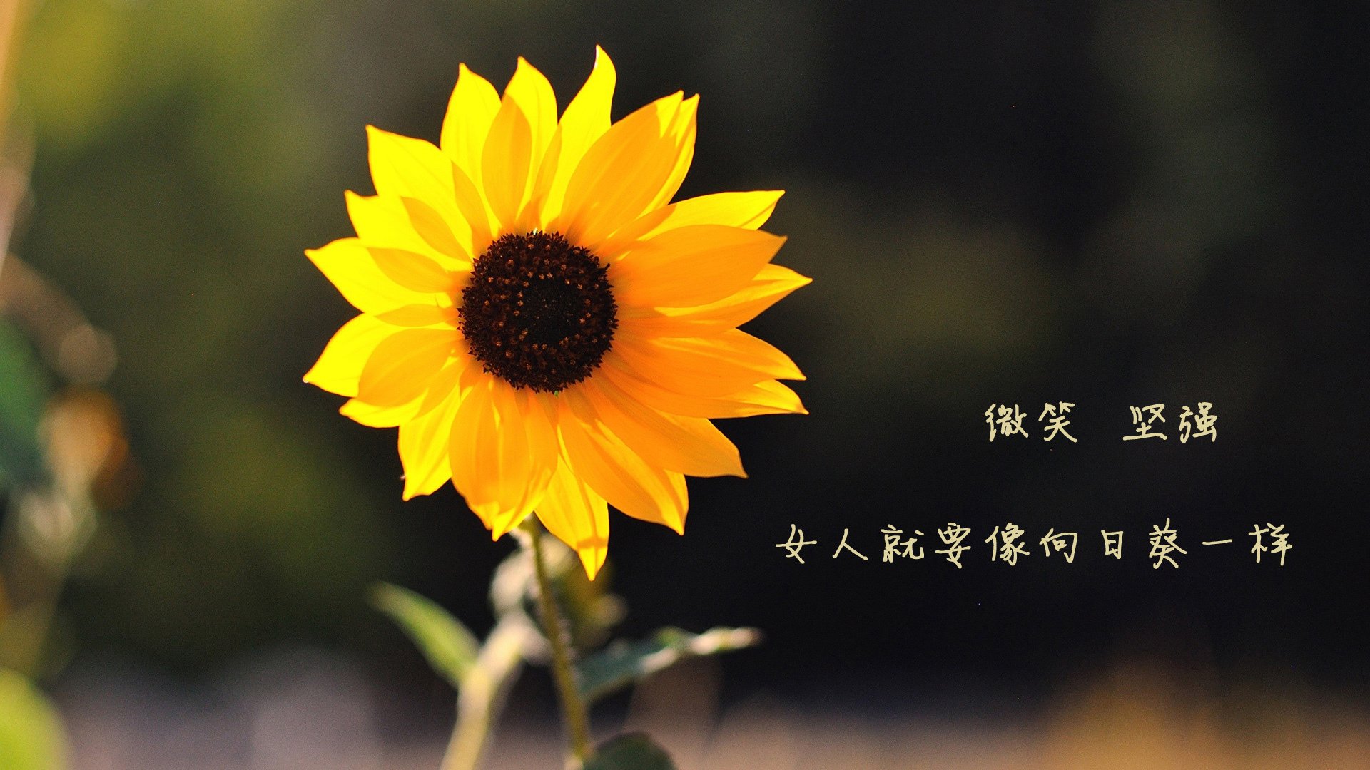 极光之下，诸神黄昏，2026世界杯G组，那场被范戴克复活的维京战吼与冰岛的唯一胜利